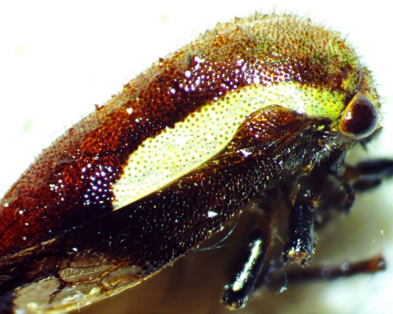 Image of Ophiderma flavicephala Goding