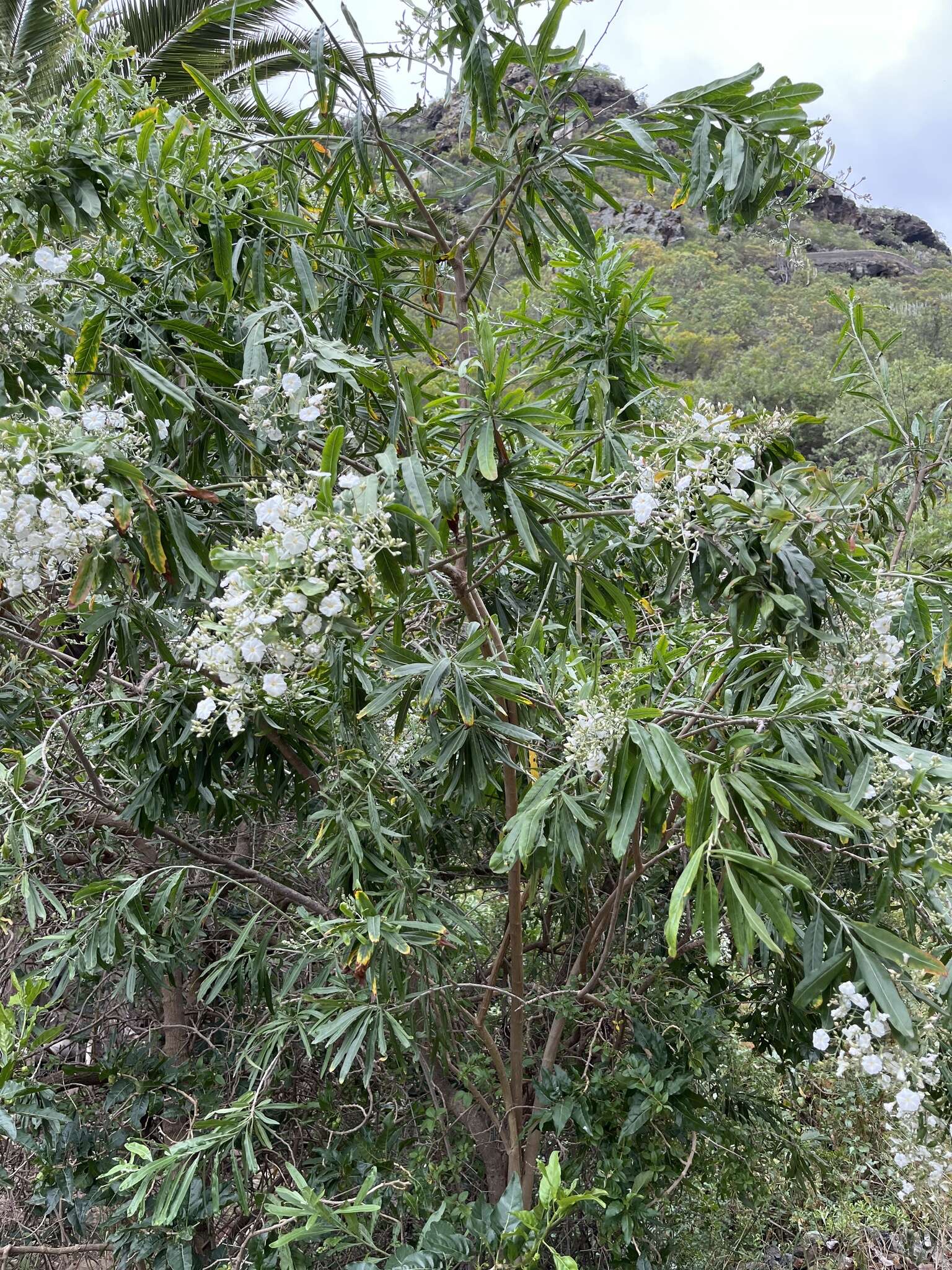 Слика од Convolvulus floridus L. fil.