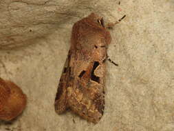 Orthosia gothica Linnaeus 1758 resmi