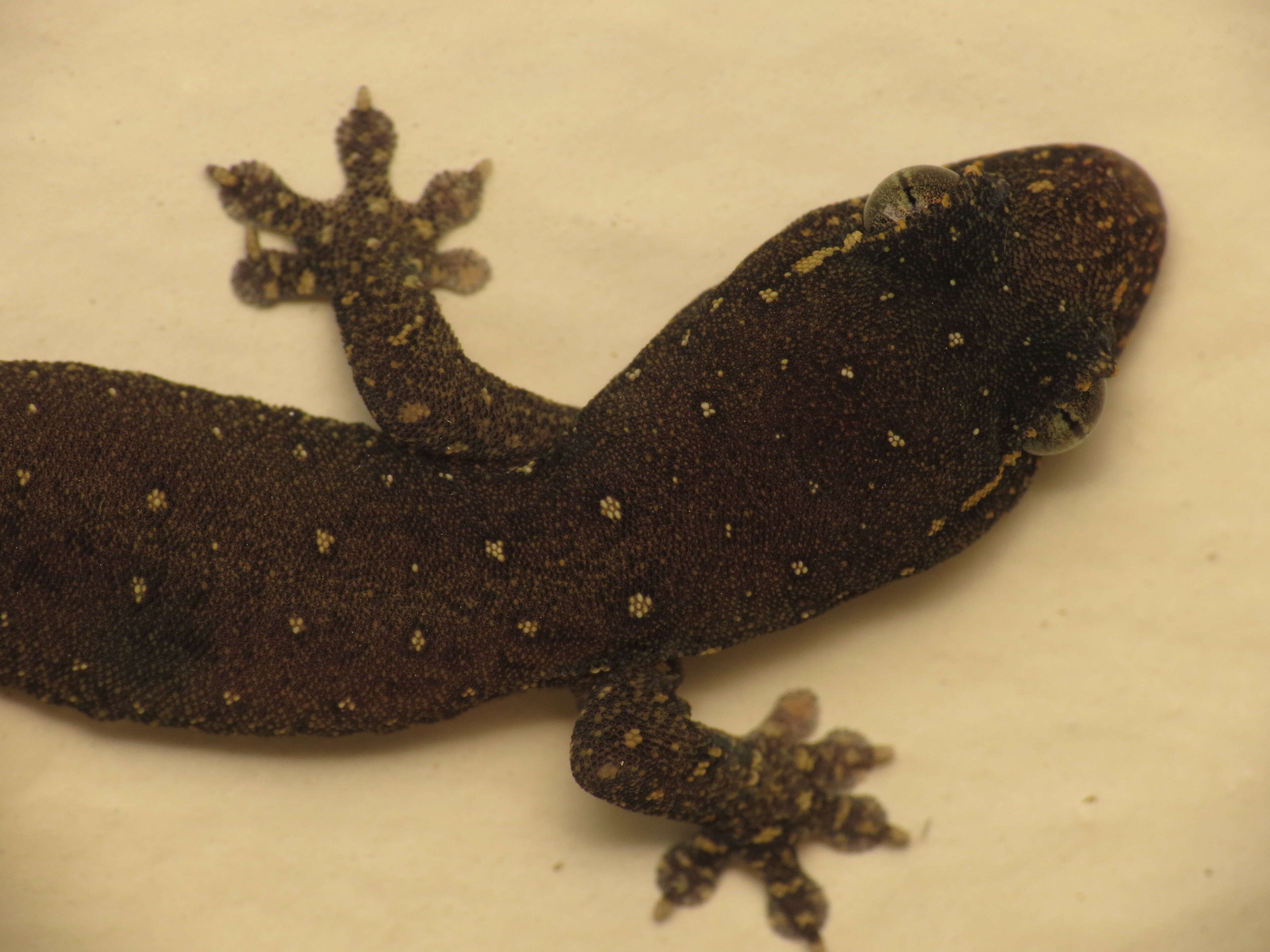 Gehyra mutilata (Wiegmann 1834) resmi