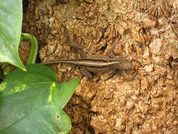 Image of Bahaman brown anole