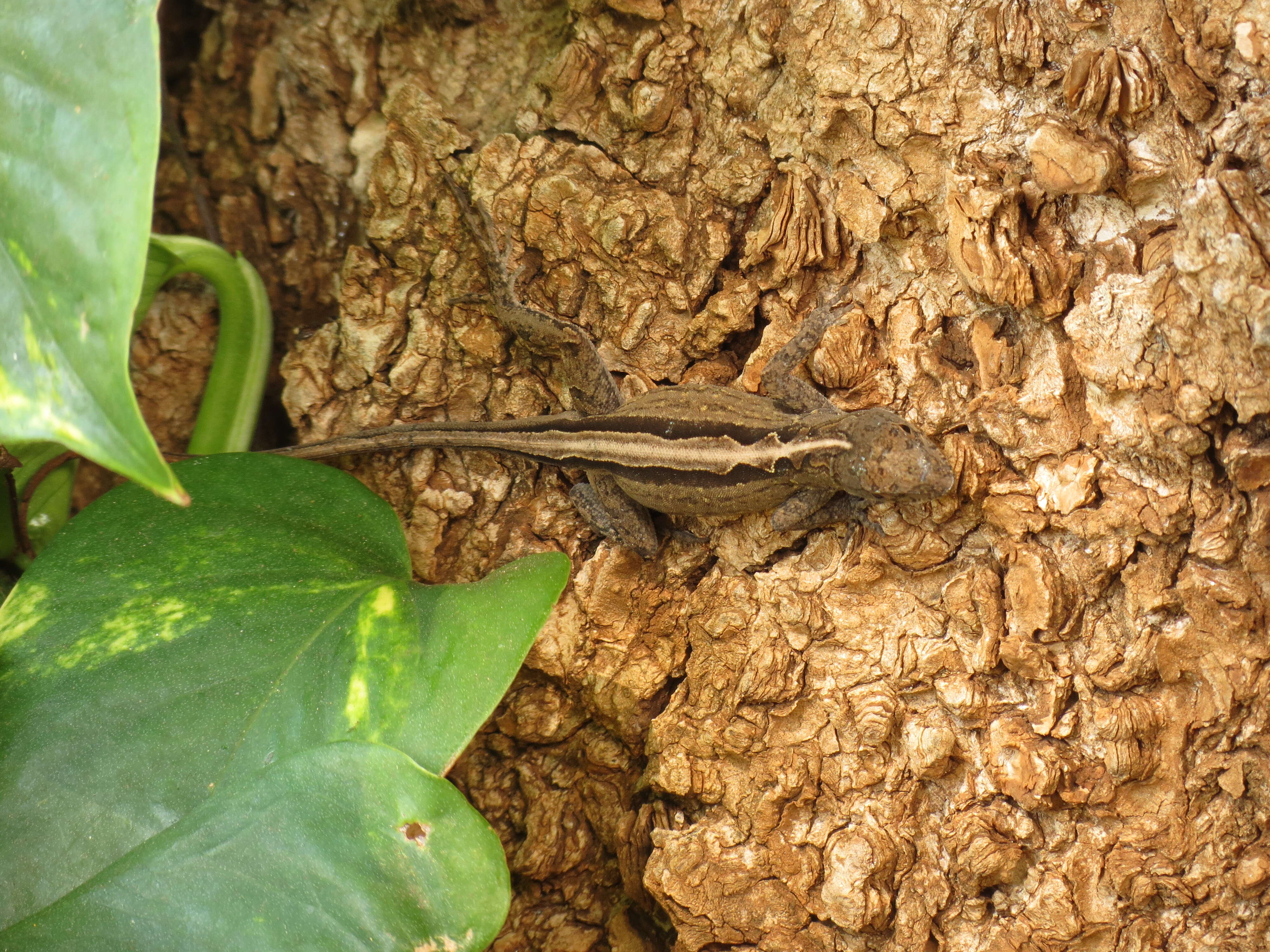 Image of Bahaman brown anole