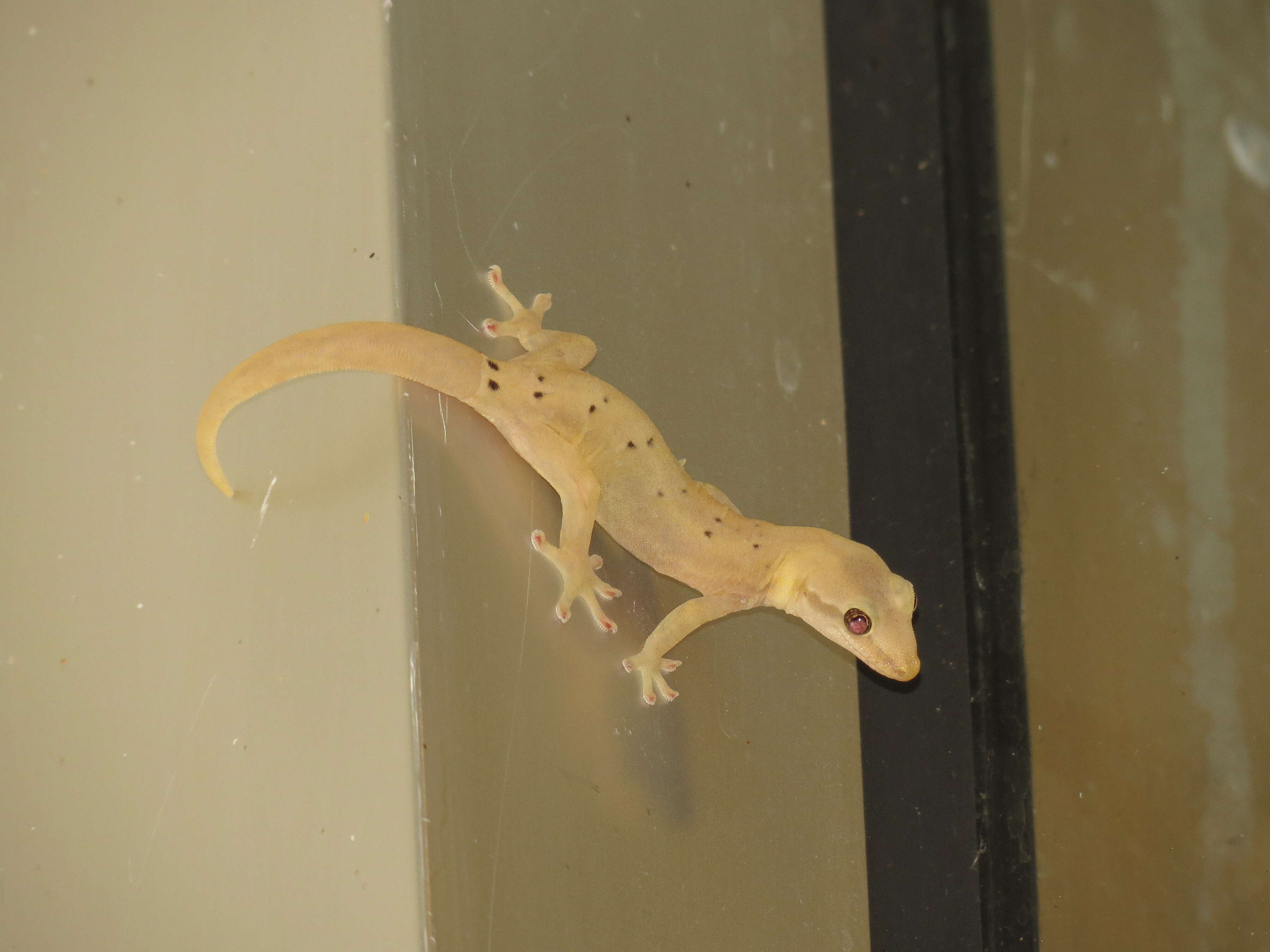 Image of Common Smooth-Scaled Gecko