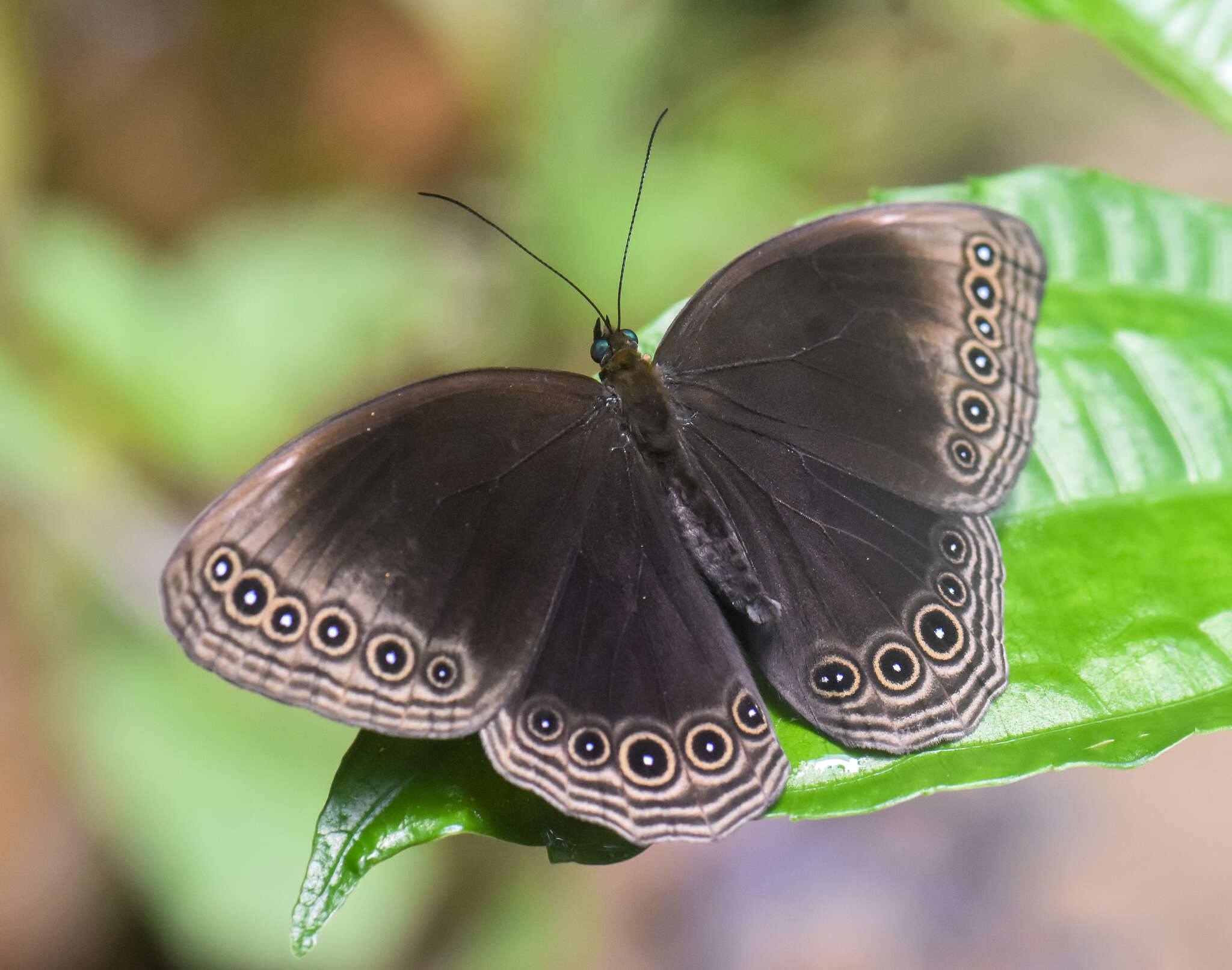 Imagem de Ethope himachala Moore 1857