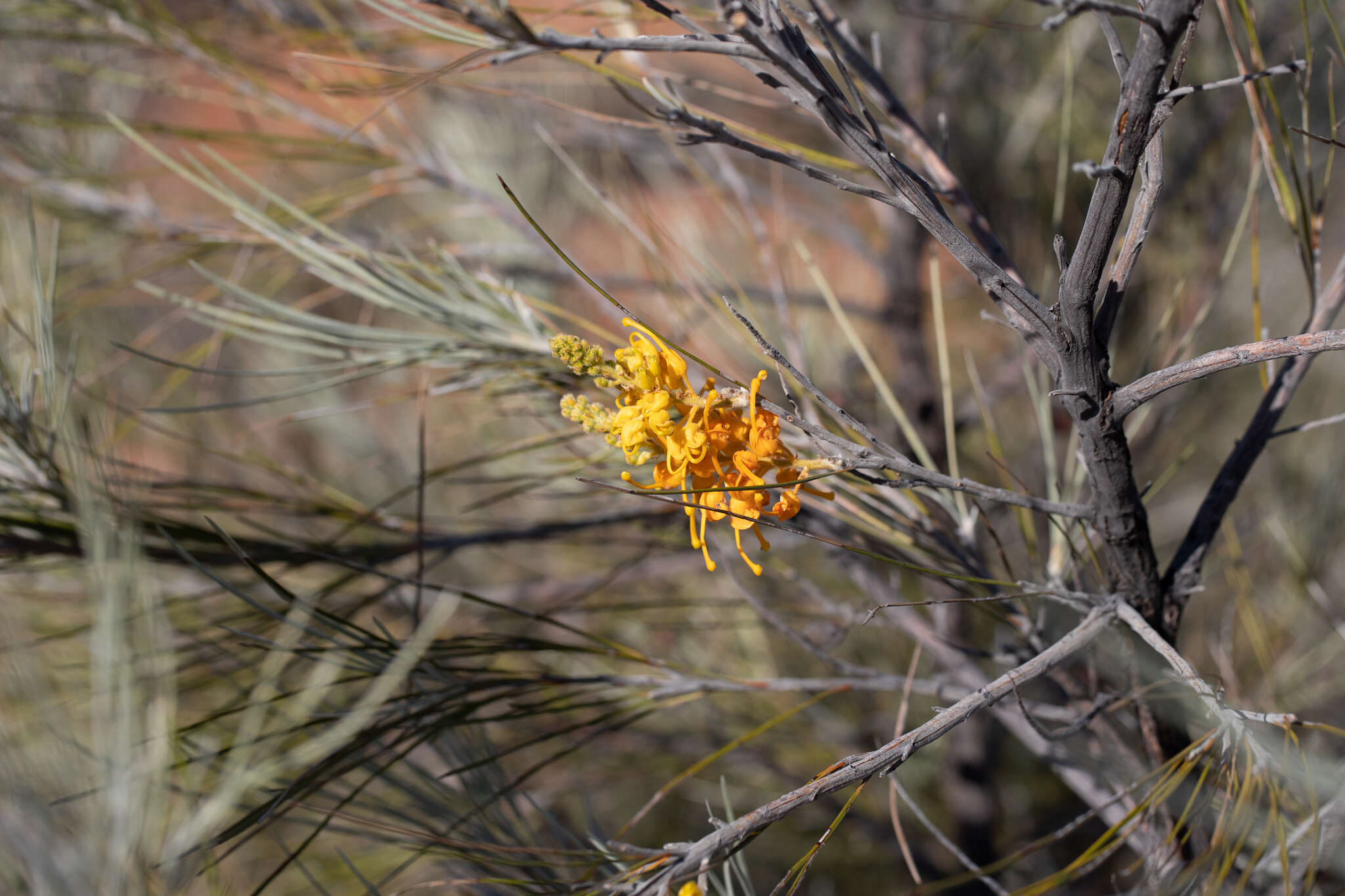 Image of Grevillea juncifolia Hook.