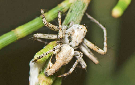 Image of Oxyopes variabilis L. Koch 1878