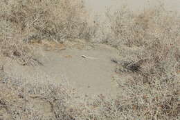 Image of Colorado Desert Fringe-toed Lizard