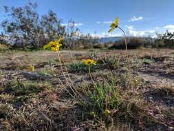 Imagem de Coreopsis californica (Nutt.) H. K. Sharsmith