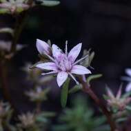 Image of Huachuca Mountain stonecrop