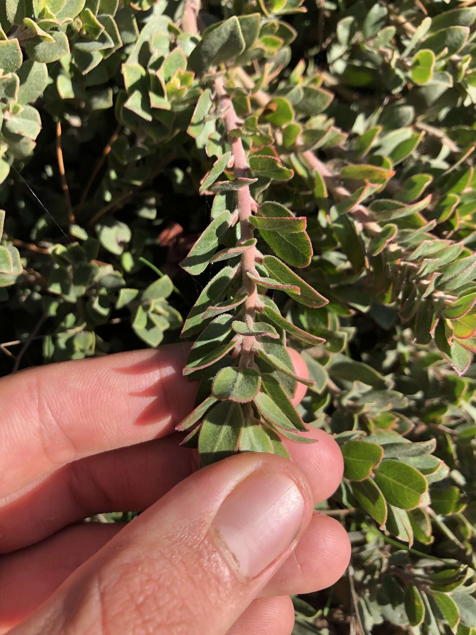 Sivun Arctostaphylos edmundsii Howell kuva