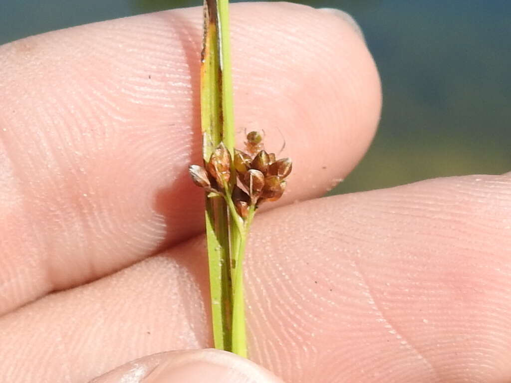 Image de Rhynchospora globularis (Chapm.) Small