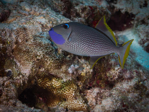 Image of Gilded triggerfish