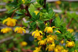 Слика од Berberis microphylla Forst.