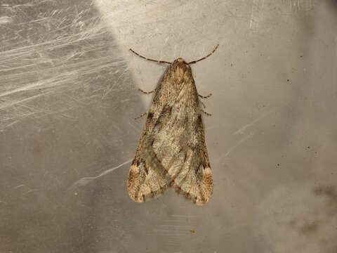 Image of march moth