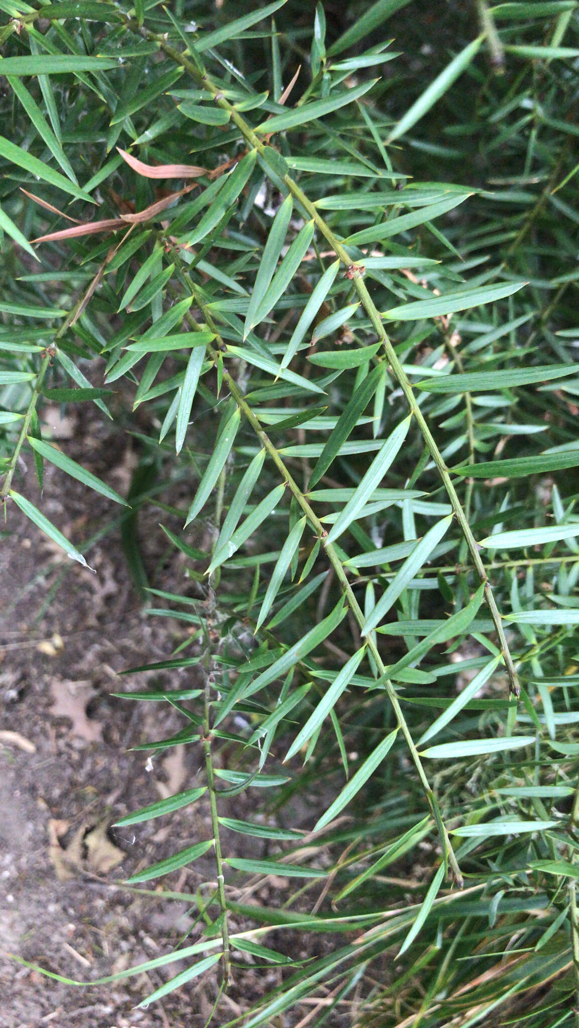 Podocarpus acutifolius Kirk resmi