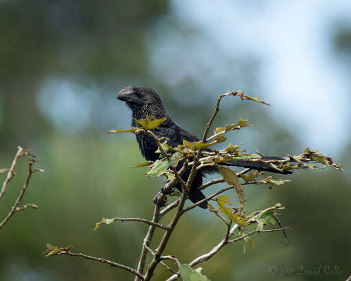 Plancia ëd Crotophaga Linnaeus 1758