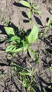 Image of Centaurea scabiosa subsp. integra Greuter