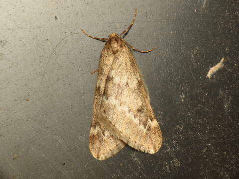 Image of march moth