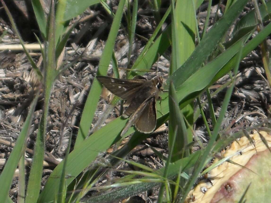 Image of Atrytonopsis hianna turneri Freeman 1948