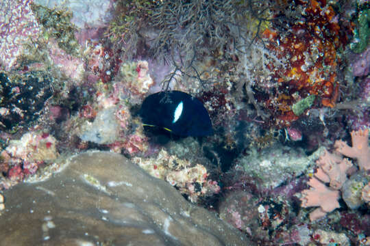 Image of Black Angelfish