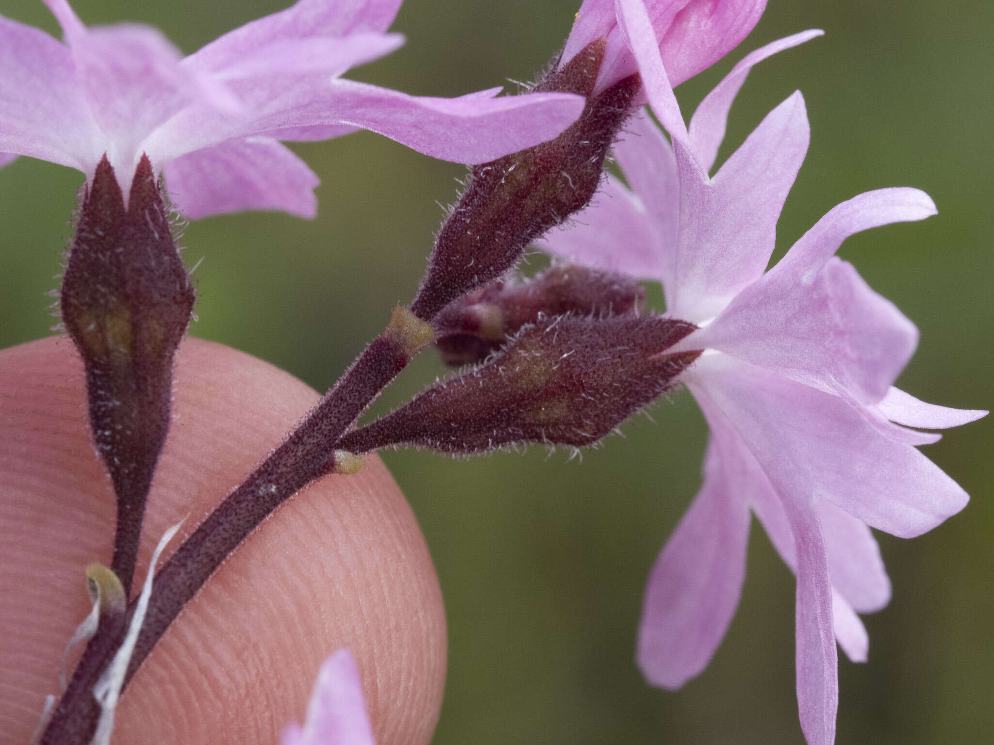 Image of prairie woodland-star