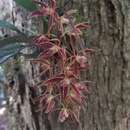 Image de Macradenia multiflora (Kraenzl.) Cogn.