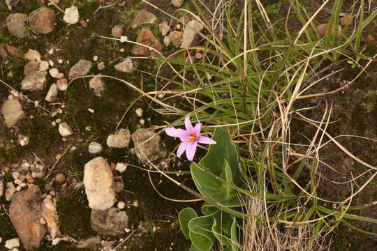 Image of Xerophyta viscosa Baker