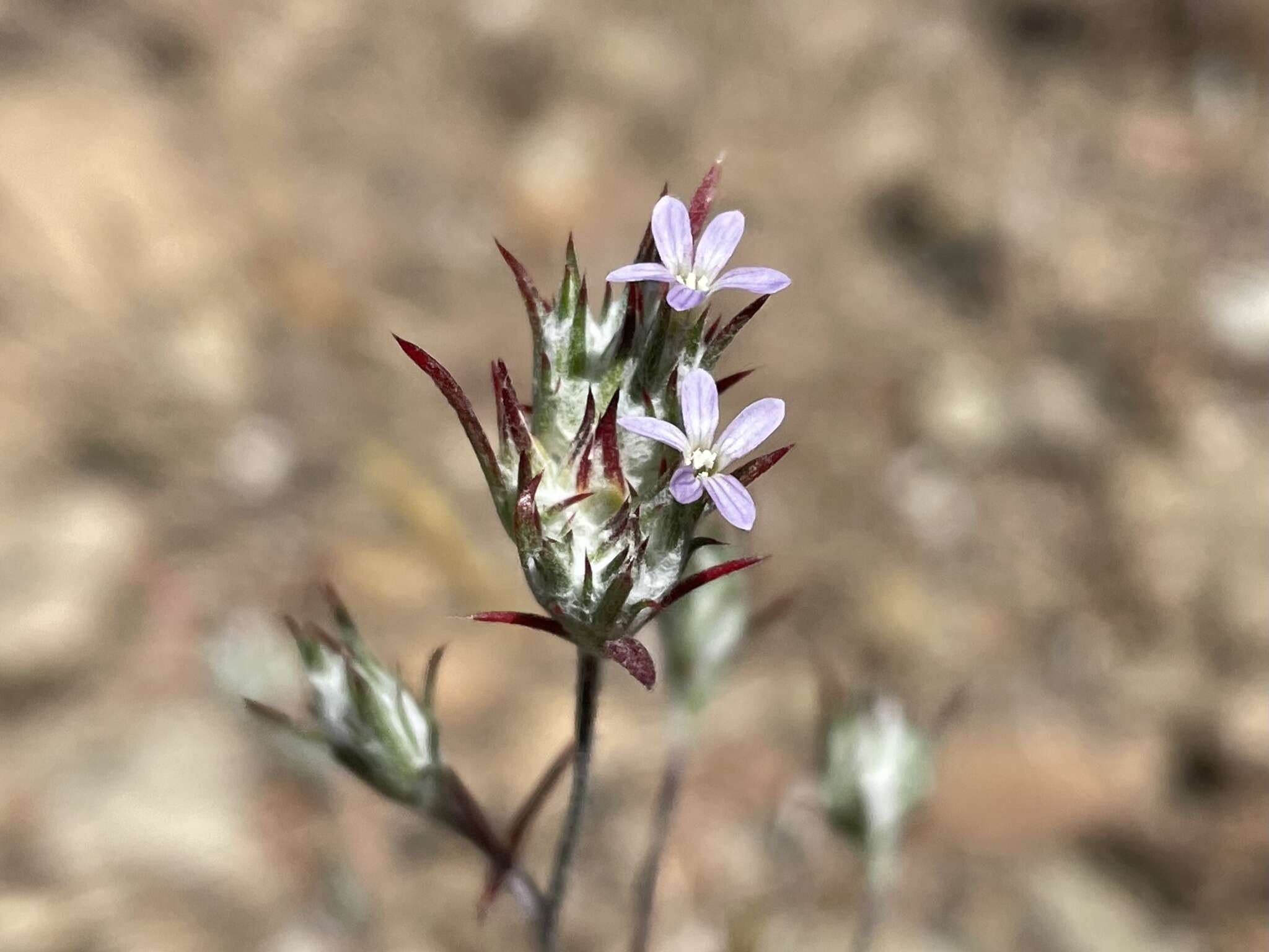 Image of Eriastrum brandegeae Mason