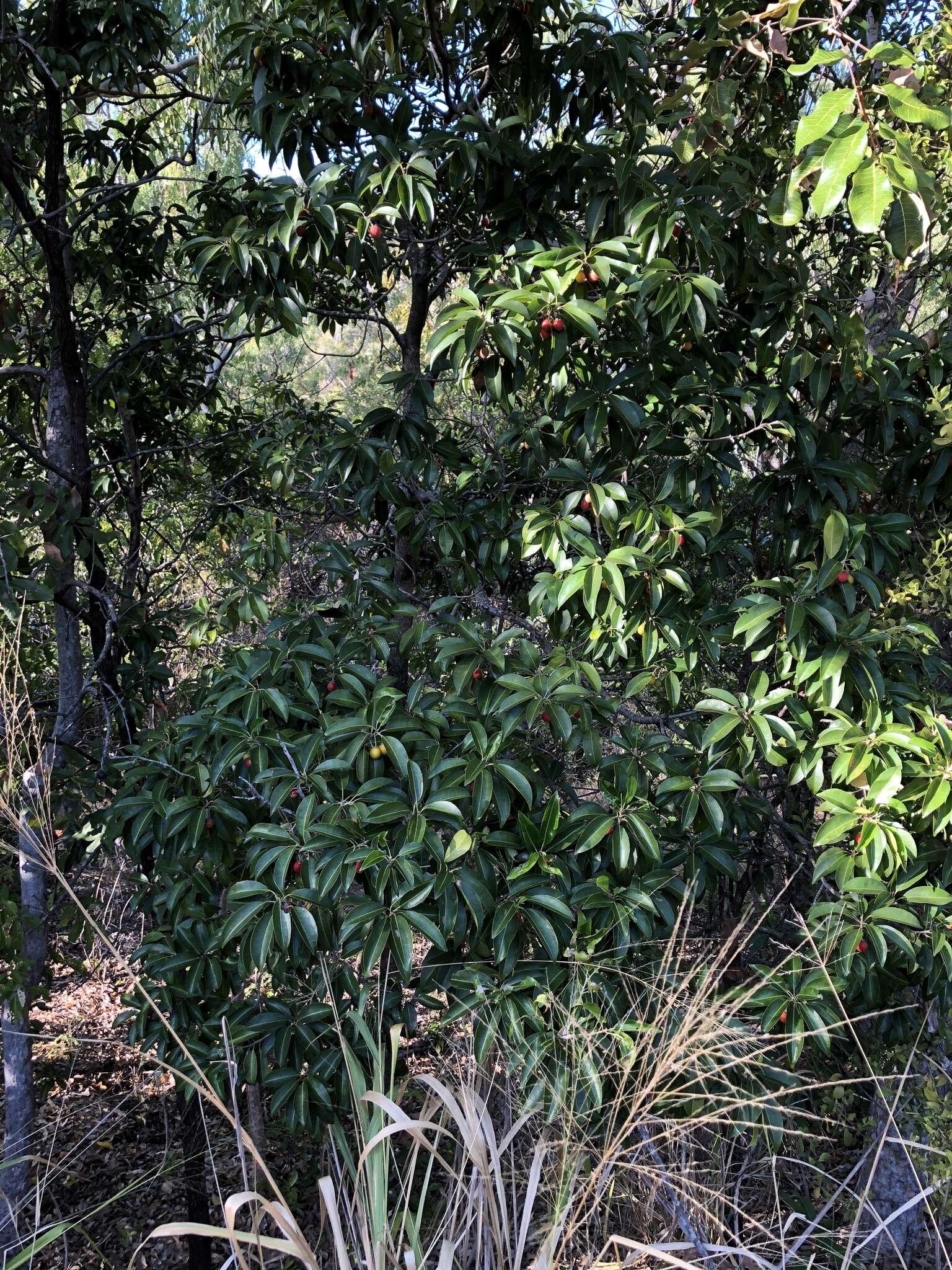 Image of Spanish cherry