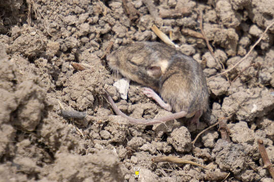 Image de Souris à poche soyeuse