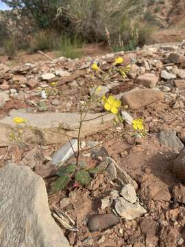 Imagem de Chylismia parryi Small