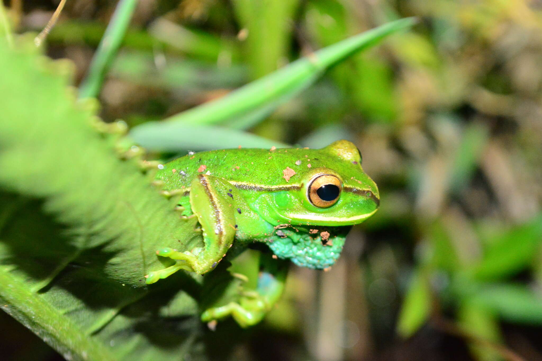 Boana marginata (Boulenger 1887)的圖片