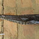 Pseudoplatystoma fasciatum (Linnaeus 1766) resmi