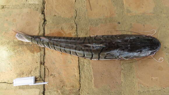 Image of Pseudoplatystoma