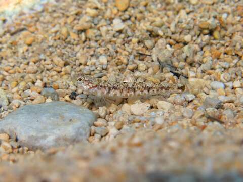 Image of Quagga Goby