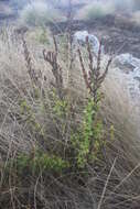 Image de Myrothamnus flabellifolius (Sond.) Welw.