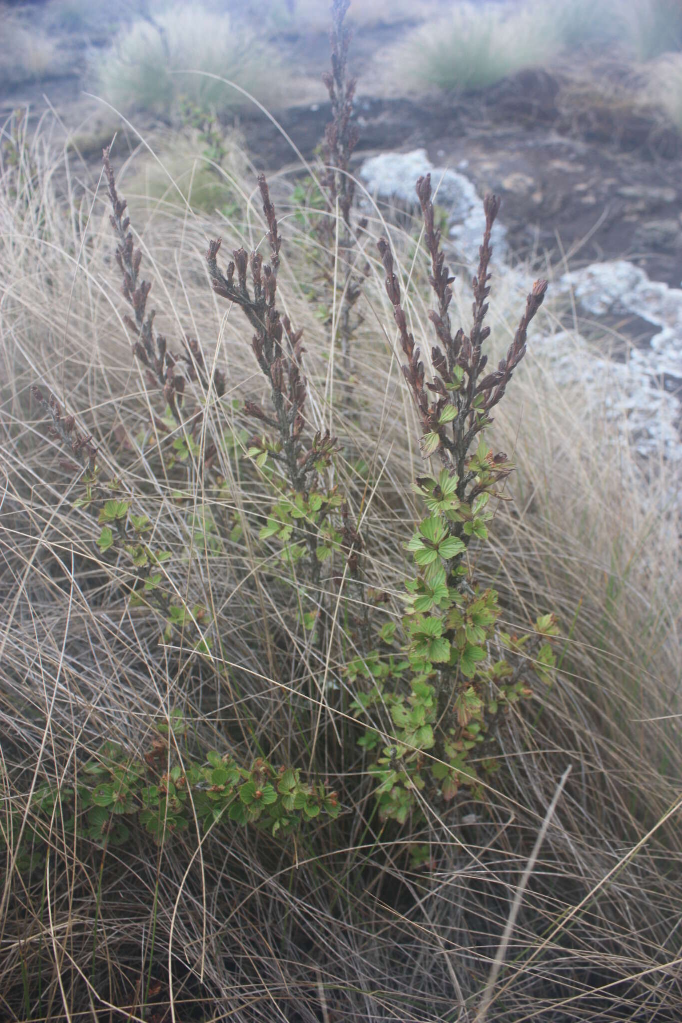 صورة Myrothamnus flabellifolius (Sond.) Welw.