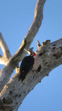 Image of Black-bodied Woodpecker