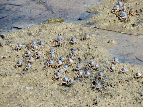 Imagem de Mictyris longicarpus Latreille 1806