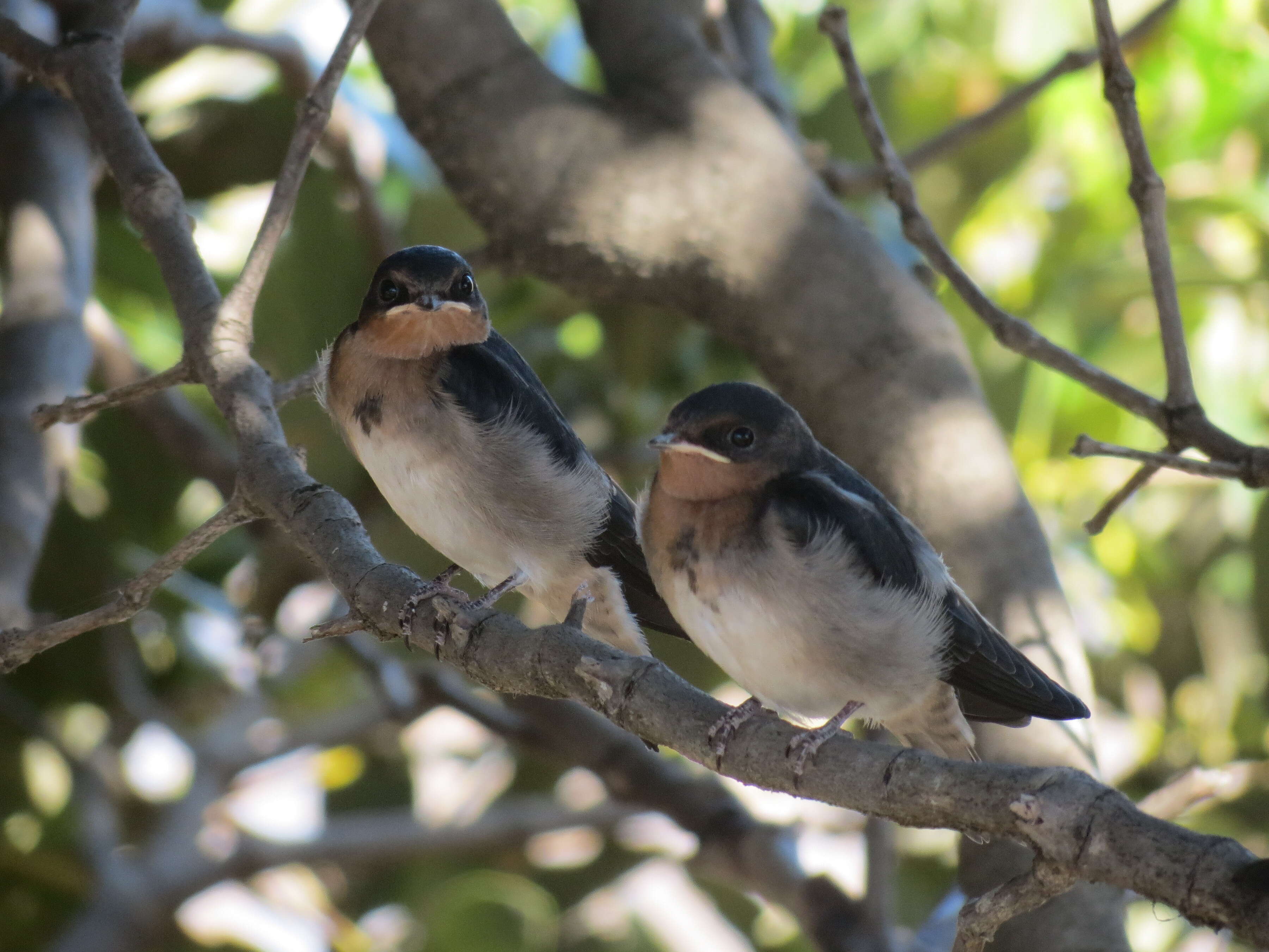 Imagem de Hirundo neoxena Gould 1842