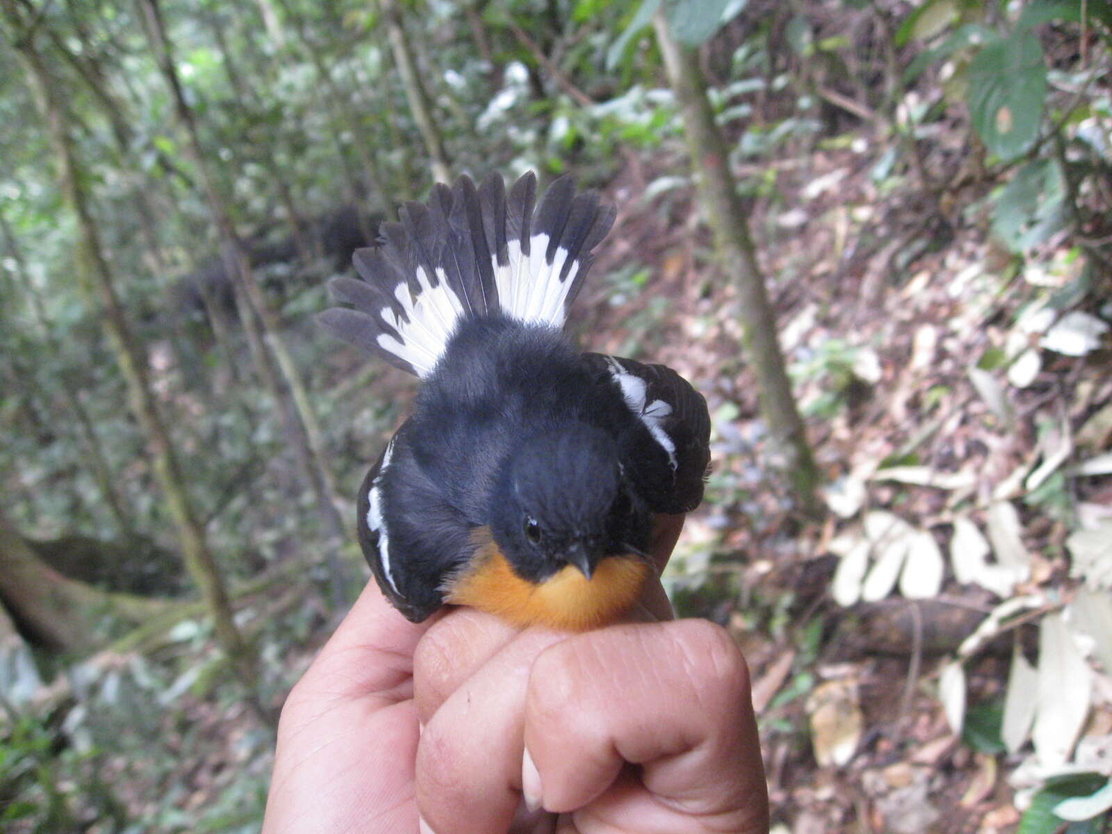 Image of Rufous-chested Flycatcher