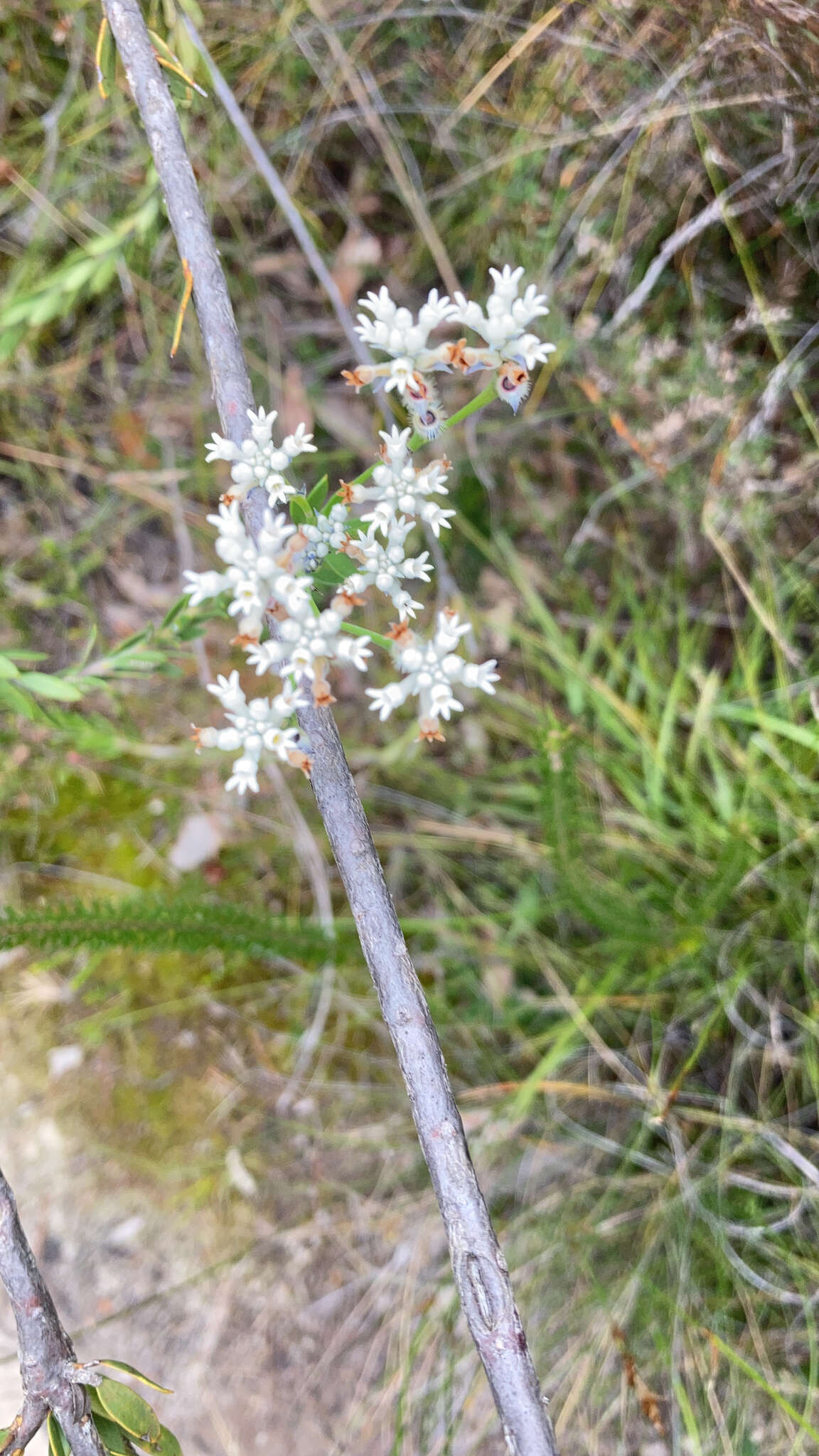 Image of Conospermum ellipticum Sm.