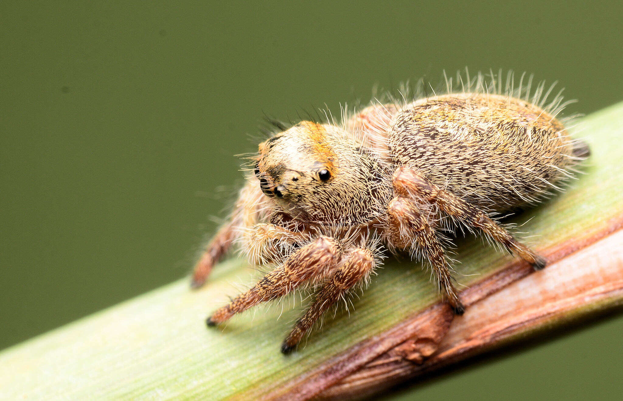 Image of Phidippus princeps (Peckham & Peckham 1883)