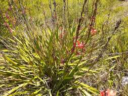 Plancia ëd Watsonia meriana var. meriana