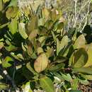 Image of Eliea articulata (Lam.) Cambess.