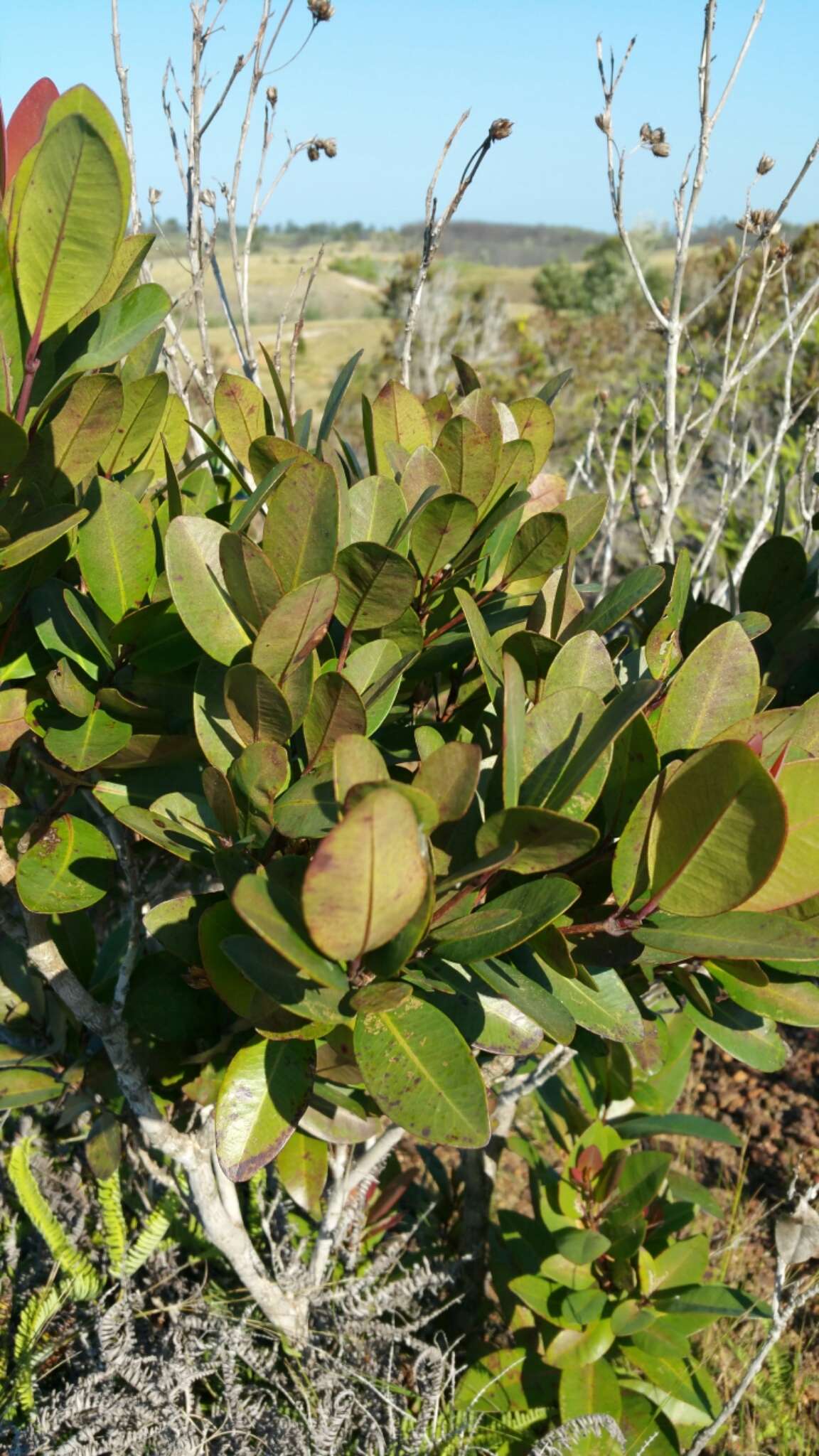 Image de Eliea articulata (Lam.) Cambess.