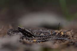 صورة Bothrocophias lojanus (Parker 1930)