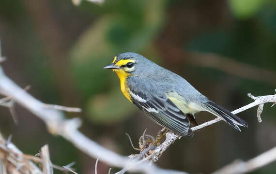 Image of Adelaide's Warbler