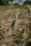 صورة Agropyron dasyanthum Ledeb.