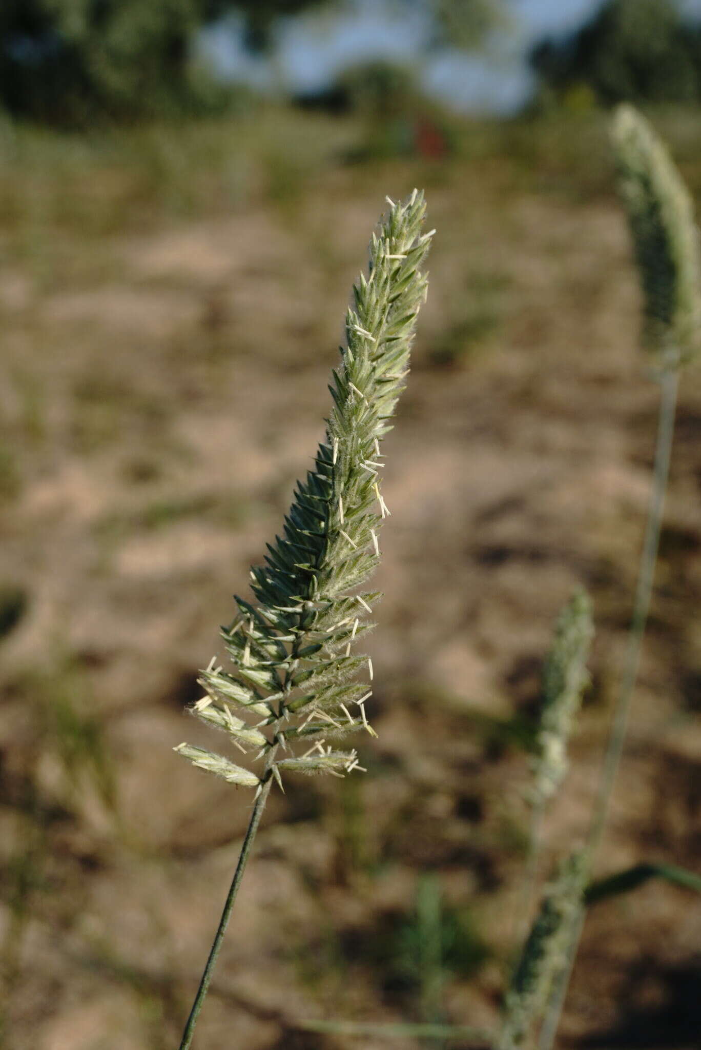 صورة Agropyron dasyanthum Ledeb.